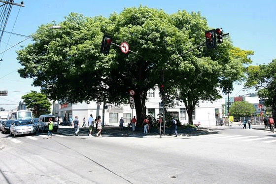 Paineira - árvore-símbolo do município de Mauá